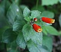 Kohleria tubiflora