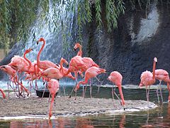 Flamants de Cuba (Phoenicopterus ruber ruber).