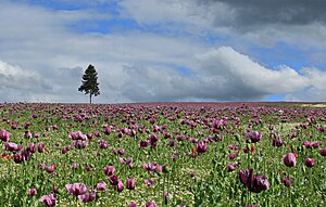 33. Platz: Kora27 mit Winterblaumohn (Papaver somniferum) in Waldenburg im Landschaftsschutzgebiet Mulden- und Chemnitztal im Landkreis Zwickau