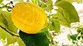 Lemon tree in Palestine