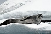 Леопардов тюлен, греещ се на Iceberg.jpg