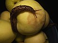 Suur seatigu (Limax maximus) Paides.