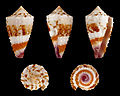 Cinco vistas da concha de Conus floridulus A. Adams & Reeve, 1848, encontrada do Golfo de Papua às Filipinas.[19]
