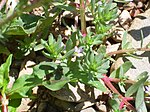 Lythrum borysthenicum