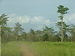 Национальный парк Мадуру Ойя grassland.jpg