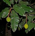 Mangifera odorata s plody