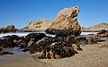 La plage McClures, au Point Reyes National Seashore.