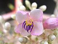 Květ Medinilla magnifica