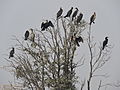 Migratory birds at village pond