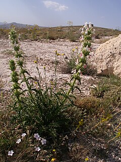 Morina persica en meza Anatolio