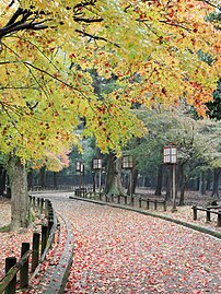 Allée dans le parc de Nara, site du patrimoine culturel du Japon situé au pied du mont Wakakusa. (définition réelle 3 243 × 4 323)