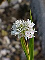 開花すぐの花序の様子