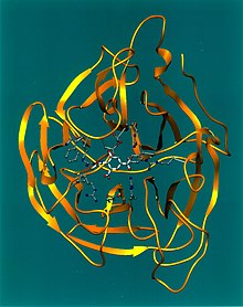 Neuraminidáza Ribbon Diagram.jpg