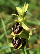 Ophrys sphegodes ssp. aesculapii.