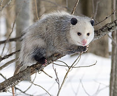 virginia opossum tracks