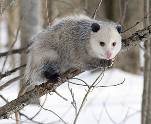 English: North American Opossum with winter co...