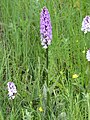 Dactylorhiza fuchsii