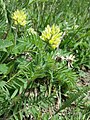 Habitus, gefiederte Laubblätter und Blütenstände des Zottigen Spitzkiel (Oxytropis pilosa)