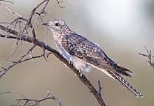 Pallid Cuckoo - Cacomantis pallidus.jpg