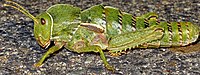 A female specimen of Sardinia's endemic Pamphagus sardeus (Herrich-Schäffer, 1840)