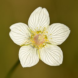 Fleur de parnassie des marais. (définition réelle 4 000 × 4 000)