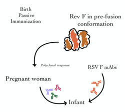 Immunization, both active and passive. The fusion (F) protein is the foundation of passive immunization against the respiratory syncytial virus (RSV). Modified after Karron 2021. Passive Immunization for RSV.png