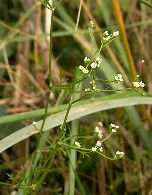 Wil Pitersile (Petroselinum segetum)