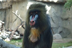 Mandrill (Mandrillus sphinx)