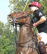 Le respect du cheval doit primer le jeu.