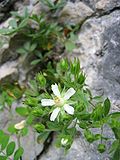 Miniatura para Potentilla caulescens