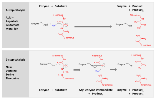 A comparison of the two hydrolytic mechanisms used for proteolysis. Enzyme is shown in black, substrate protein in red and water in blue. The top panel shows 1-step hydrolysis where the enzyme uses an acid to polarise water, which then hydrolyses the substrate. The bottom panel shows 2-step hydrolysis where a residue within the enzyme is activated to act as a nucleophile (Nu) and attack the substrate. This forms an intermediate where the enzyme is covalently linked to the N-terminal half of the substrate. In a second step, water is activated to hydrolyse this intermediate and complete catalysis. Other enzyme residues (not shown) donate and accept hydrogens and electrostatically stabilise charge build-up along the reaction mechanism. Protease mechanism summary.svg