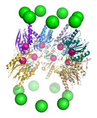 A cutaway view of the proteasome 20S core particle illustrating the locations of the active sites. The a subunits are represented as green spheres and the b subunits as protein backbones colored by individual polypeptide chain. The small pink spheres represent the location of the active-site threonine residue in each subunit. Light blue chemical structures are the inhibitor bortezomib bound to the active sites. Proteasome cutaway 2.png