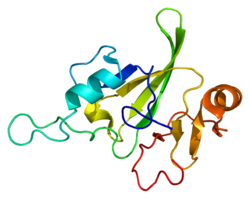 Белок HBP1 PDB 1v06.png