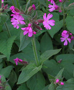 Puna-ailakki (Silene dioica)