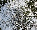 Quickstick (Gliricidia sepium) canopy from below in Kolkata W IMG 4072.jpg