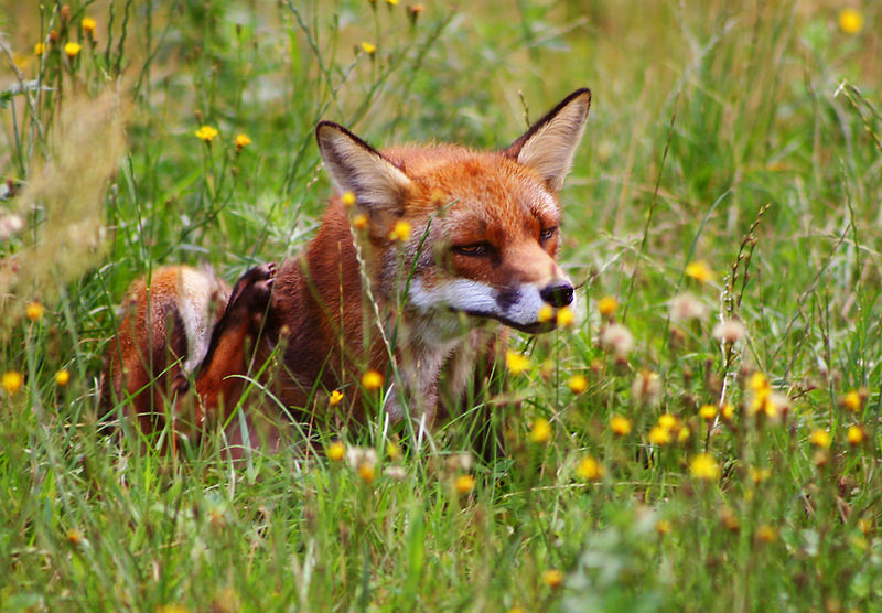 File:Rød ræv (Vulpes vulpes) scratching.jpg