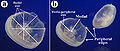 Figure 10: Aurelia aurita, another species of jellyfish, showing multiple radial and medio-peripheral axes