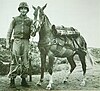 Sergeant Reckless with handler US Marine Sergeant Joseph Latham.