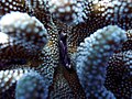 Cangrejo guardián de manchas rojas (Trapezia tigrina) protegiendo su hogar, un coral coliflor (Pocillopora meandrina).