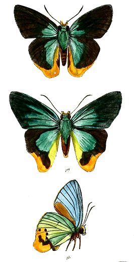 Choaspes subcaudata