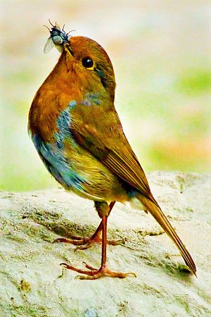 Eŭropa ruĝgorĝulo, plenkreskulo kun muŝo kaptita kiel predo(Erithacus rubecula rubecula)