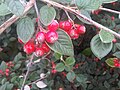 Madárbirs (Cotoneaster)