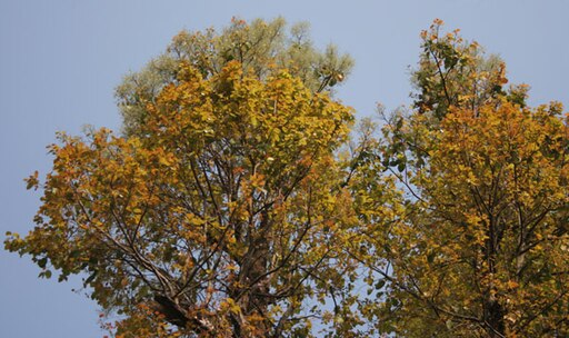 Sal (Shorea robusta)- flowering canopy W impression 117.jpg