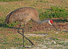 Sandhill Crane(Grue du Canada) (Oiseaux du Québec) · iNaturalist