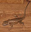 Sceloporus graciosus az.jpg