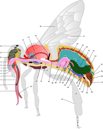 Anatomie včely medonosné