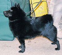 Schipperke gismo 12.jpg