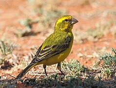 Yellow canary (Crithagra flaviventris)