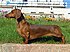 Short-haired-Dachshund.jpg