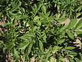 Solanum tuberosum Fenton (03) .jpg